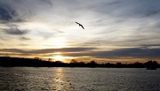 24th Nov 2011 - Startops sky (with obliging seagull)