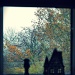 Autumn window by sabresun