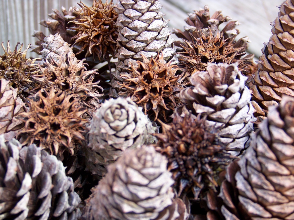 Pine Cones and Sweetgum Tree Balls by marlboromaam