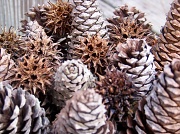 25th Nov 2011 - Pine Cones and Sweetgum Tree Balls