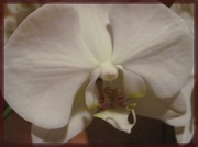 23rd Nov 2011 - Orchid