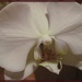 Orchid by dakotakid35