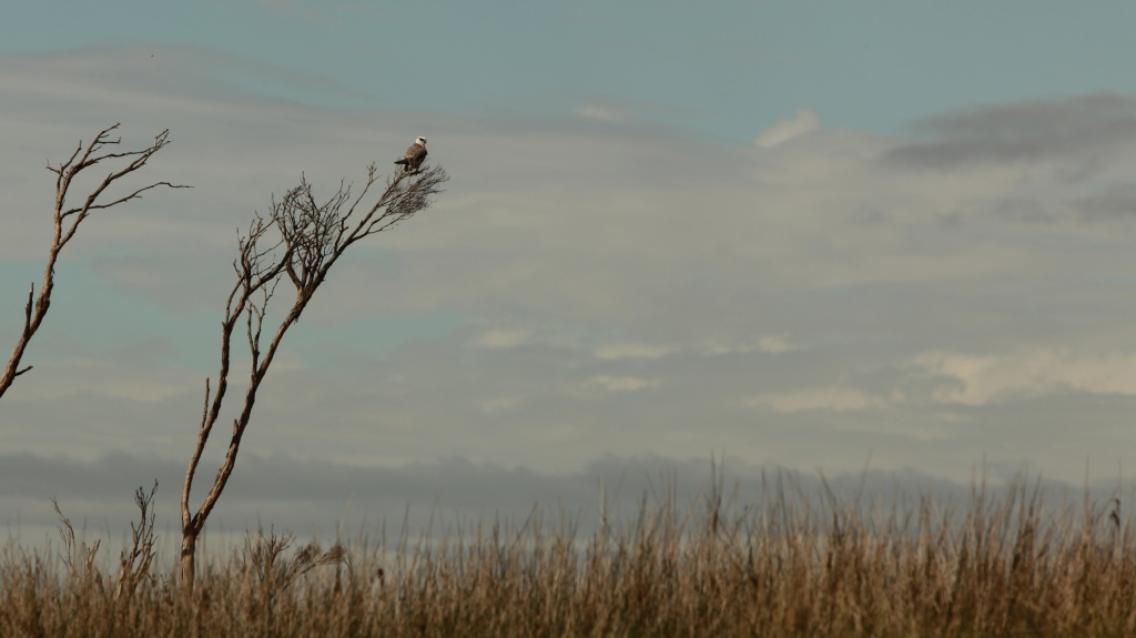 Black Shouldered Kite - Lang Lang beach - beyond the sand dunes by lbmcshutter