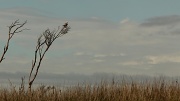 25th Nov 2011 - Black Shouldered Kite - Lang Lang beach - beyond the sand dunes