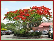 24th Nov 2011 - Poinsiana Tree