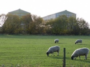 25th Nov 2011 - Cardington Airship Hangers with sheep for company