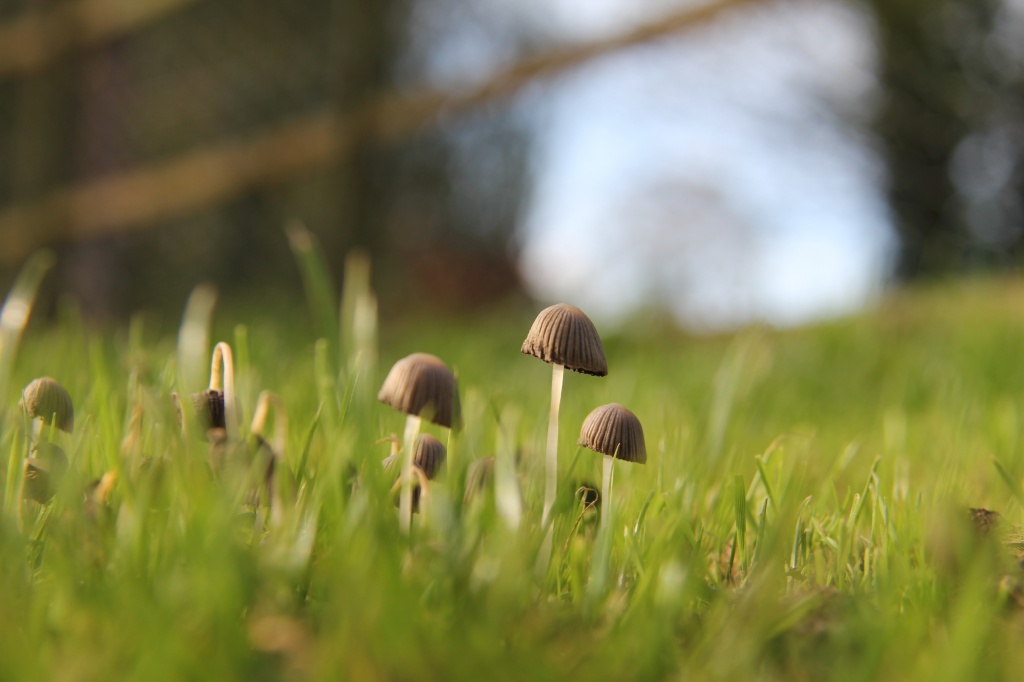 Magic Mushrooms by daffodill