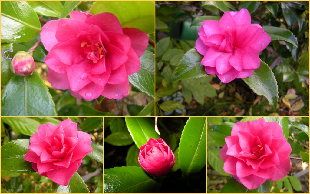 Last or first.  Camellia japonica by pyrrhula
