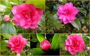 24th Nov 2011 - Last or first.  Camellia japonica