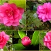 Last or first.  Camellia japonica by pyrrhula