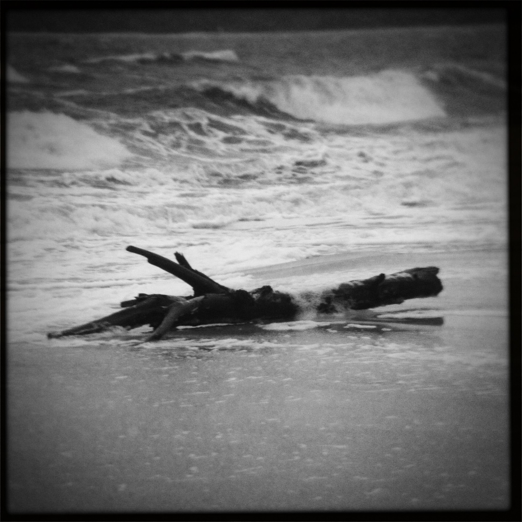 Driftwood by peterdegraaff