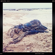 26th Nov 2011 - Jetsam