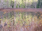 26th Nov 2011 - Impressions of Trout Lake