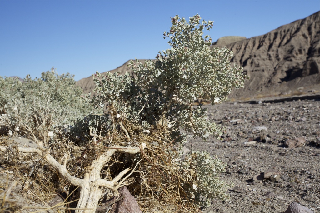 Desert Holly by robv