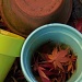 potting up some color by reba