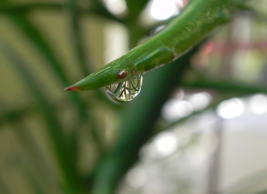 Water Drop by salza