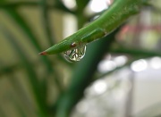26th Nov 2011 - Water Drop