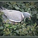 wood pigeon by judithdeacon