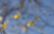 26th Nov 2011 - Blue and Yellow