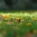 Autumn grass by parisouailleurs