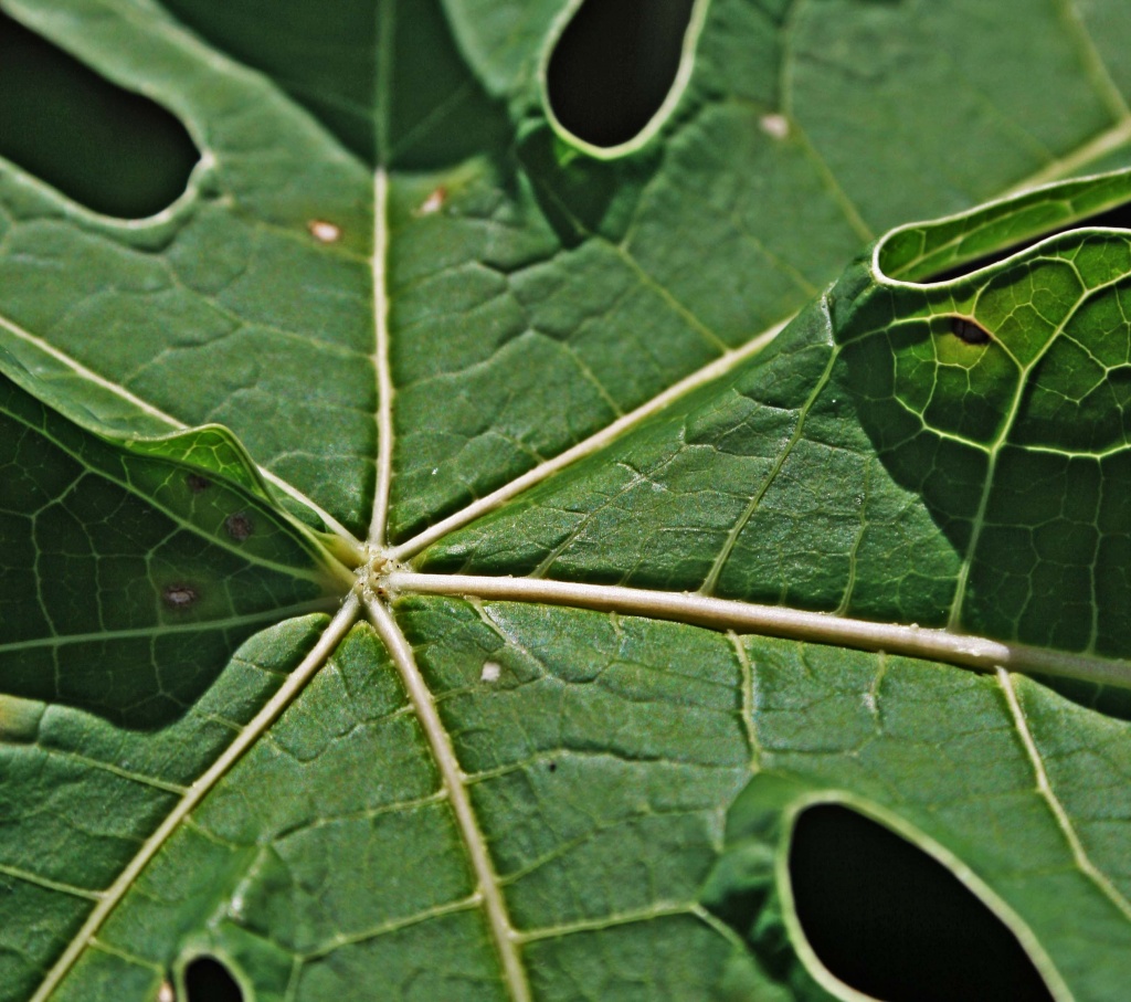 pawpaw leaf  by corymbia