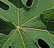 21st Nov 2011 - pawpaw leaf 