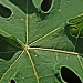 pawpaw leaf  by corymbia
