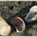 shells by mjmaven