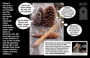 28th Nov 2011 - Funeral for the Deceased - Mr. Loblolly Pine Cone