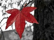 27th Nov 2011 - last leaf 