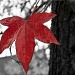 last leaf  by reba