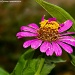Another Flower by harsha