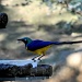 Blue bird by philbacon