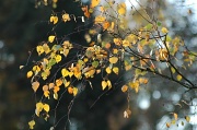 27th Nov 2011 - Autumn sooc