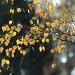 Autumn sooc by parisouailleurs