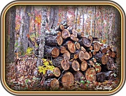 27th Nov 2011 - Woodpile