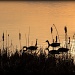 Canada Geese at sunset by mjmaven