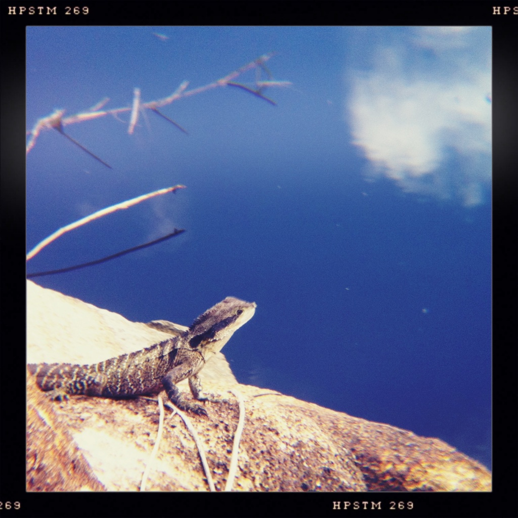 Lagoon lizard by peterdegraaff