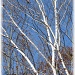 white birches by mjmaven