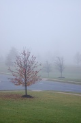 27th Nov 2011 - Foggy Morning
