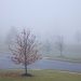 Foggy Morning by kdrinkie