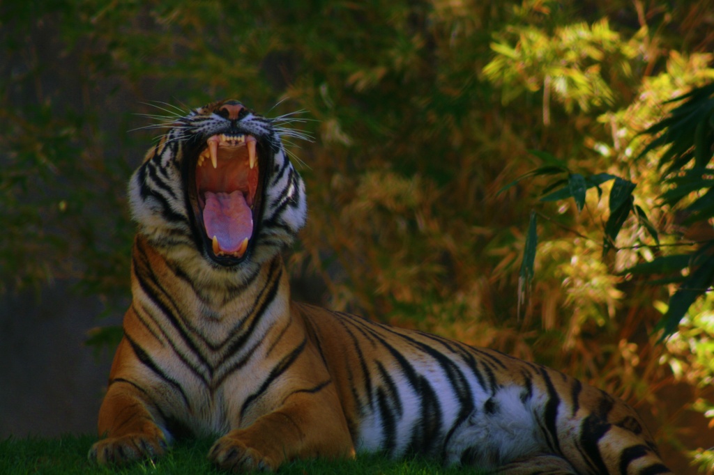 Malayan Tiger by kerristephens