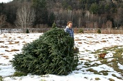 27th Nov 2011 - Oh Christmas Tree