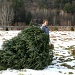 Oh Christmas Tree by lauriehiggins