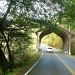 Bridge to Redwoods by pandorasecho