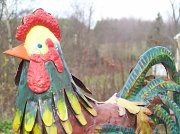 26th Nov 2011 - Rooster