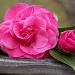 The Camellia by marlboromaam