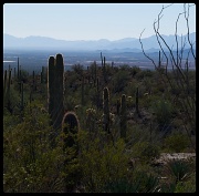 25th Nov 2011 - Sonoran Sentinels
