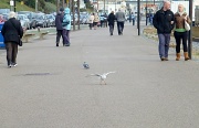 27th Nov 2011 - ..... "Oh, I do like to stroll along the prom, prom, prom......