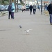 ..... "Oh, I do like to stroll along the prom, prom, prom...... by dulciknit
